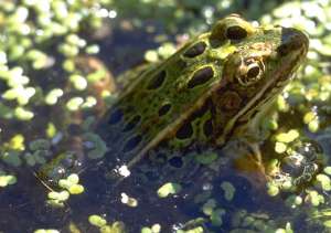 Green-leopard-frog-in-swamp